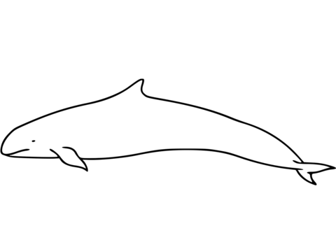 False Killer Whale Coloring Page